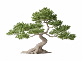 A large tree with a trunk that is bent and twisted. The tree is surrounded by a white background