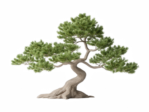 A large tree with a trunk that is bent and twisted. The tree is surrounded by a white background