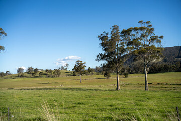farming meadow landscape on a farm in australia