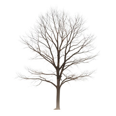 Obraz premium A tree with no leaves is standing alone on a white background. The tree is bare and has no leaves, giving it a desolate and lonely appearance