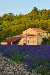 Lavender field and farm house in Provence, France