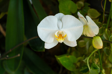 Beautiful white moon orchid flower plant, with some orchid buds still closed, placed in an outdoor garden, shot with shallow depth of field
