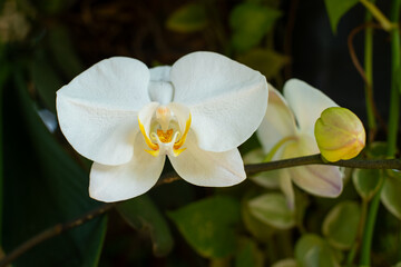 Beautiful white moon orchid flower plant, with some orchid buds still closed, placed in an outdoor garden, shot with shallow depth of field