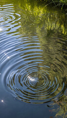 Ripples on the Surface: A Serene Reflection of Nature's Beauty