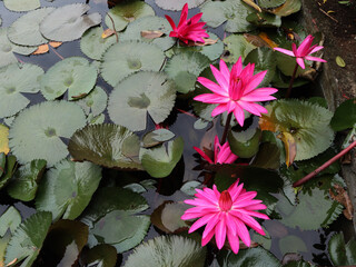 Red lotus blooms beautifully in the pond