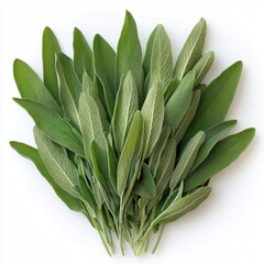 Obraz premium Fresh sage leaves arranged on a clean white background in a studio shot showcasing vibrant green hues and natural textures