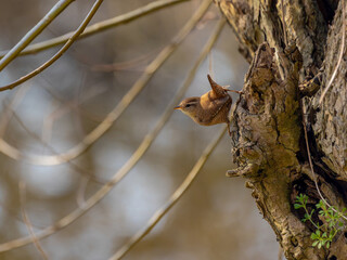 Selective focus of a little bird in its natural habitat perched on a tree twig, The Eurasian wren (Winterkoning) is a very small bird and the only member of the wren family Troglodytidae, Netherlands.