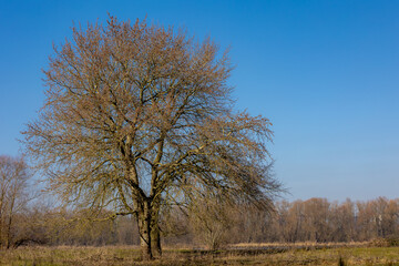 Fototapeta premium Late winter, Early spring countryside landscape, Standing tree on grass field with leafless twigs, Bare branches trees on green meadow under blue sky and sunlight in the afternoon, Natural background.