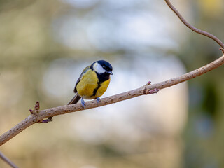 Selective focus of small bird Koolmees perching on tree in forest, The great tit (Parus major) is a passerine bird in the tit family Paridae, It is a widespread and common species throughout Europe.
