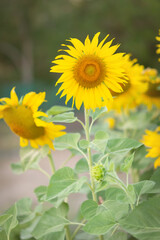 Bright sunflowers, close up of sunflowers in full bloom, creating a natural abstract background. Sunflower field in the warm light of the sunset. Helianthus nunus. copy space.