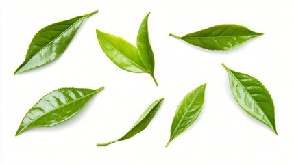 Fototapeta premium Fresh green leaves scattered, vibrant natural foliage with diverse shapes, ideal for eco-friendly themes or organic designs.