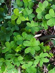 green four leaf clover close up
