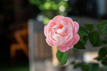 pink rose flower petal in a home garden, placed under shade, with shallow depth of field 