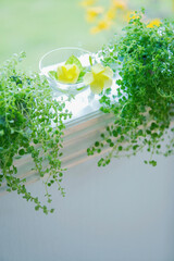 窓辺の植物　ピレアレディーリーフ　花、デプラデニア