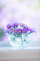 クジャクアスターの花