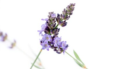 Obraz premium Single sprig of lavender, blossoms and stems, isolated on white, fresh, vintage