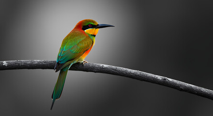 Obraz premium bee eater perched on branch
