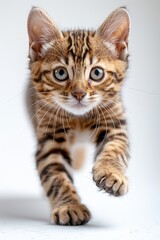 Obraz premium Adult Bengal Cat Running on White Background in Studio with Clean and Minimalist Full Body View