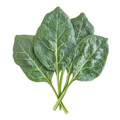 Obraz premium Fresh Green Spinach Leaves Bunch Isolated on White Background Healthy Food Ingredient