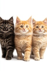 Obraz premium Three Adorable Maine Coon Kittens Standing Together on White Background in Studio Setting with Cute Expressions and Soft Fur for Pet Photography
