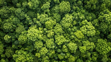 Fototapeta premium Aerial View of Dense Green Forest with Trees Capturing CO2 in Nature Background