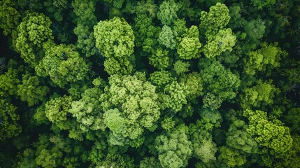 Aerial View of Dense Green Trees in Forest Capturing Carbon Dioxide with Clean Lines and Natural Background