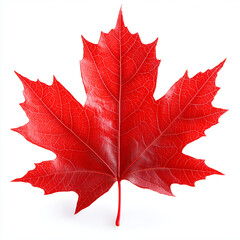 A vibrant red maple leaf, showcasing intricate details and a glossy surface, symbolizes the beauty of autumn foliage.