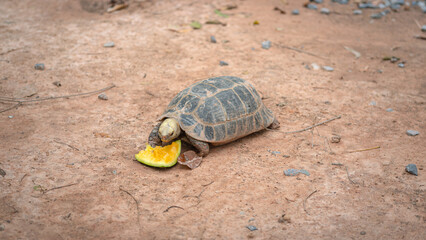 A turtle is eating pumpkin on dirt ground. Animal and wildlife in nature portrait.