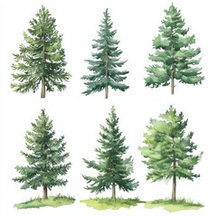 Fototapeta premium Watercolor Pine Trees Collection: A Variety of Green Coniferous Forest Elements, Fresh & Natural Look