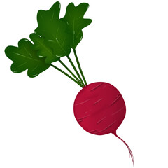 Radish