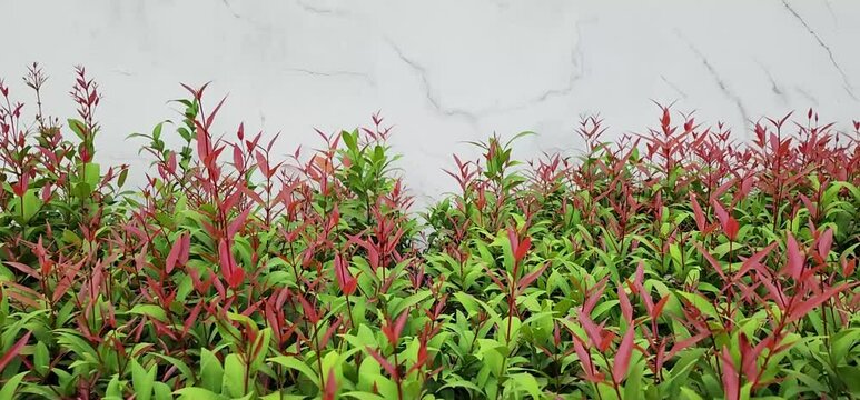 Animation of the bright red young leaves of the Brush Cherry sway with the force of the wind, Creek Lilly Pilly leaves are lanceolate-tips tapered. Australian Rose Apple has brown-red young leaves. 
