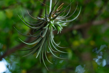 A unique air plant from genus Tillandsia, originating from South America, placed in an outdoor garden, tied with  hanged in  the garden and tied with small white rope, with shallow depth of field
