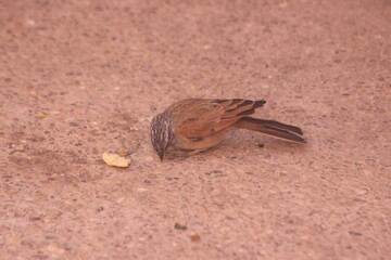 A close-up of a house bunting