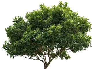 Obraz premium A large tree with green leaves is standing alone on a white background. The tree is the main focus of the image, and its size and color contrast with the white background