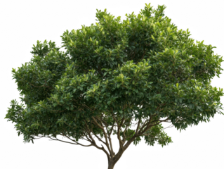 A large tree with green leaves is standing alone on a white background. The tree is the main focus of the image, and its size and color contrast with the white background