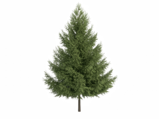 A large green pine tree stands alone on a white background. The tree is tall and slender, with a strong and sturdy trunk. The leaves are green and full, giving the tree a healthy