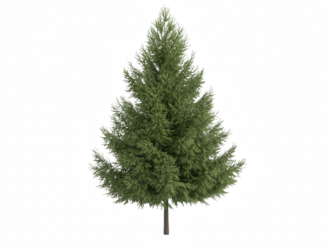 A large green pine tree stands alone on a white background. The tree is tall and slender, with a strong and sturdy trunk. The leaves are green and full, giving the tree a healthy