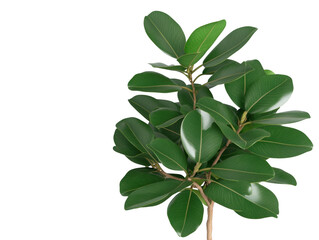 A large, leafy plant with a thick stem and green leaves. The leaves are large and spread out, giving the plant a full, lush appearance. The stem is thick and sturdy, providing support for the leaves