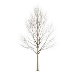 Fototapeta premium A tree with no leaves is shown on a white background. The tree is bare and has no foliage, giving it a desolate and lonely appearance
