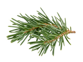 A thin green branch of a pine tree. The branch is long and thin, with a few small leaves on it