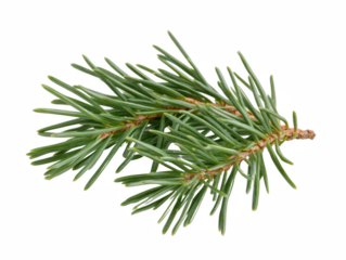 A thin green branch of a pine tree. The branch is long and thin, with a few small leaves on it
