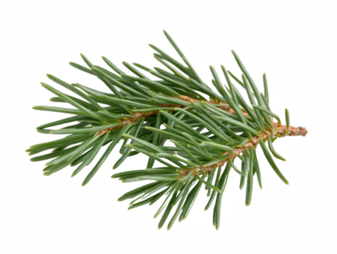 A thin green branch of a pine tree. The branch is long and thin, with a few small leaves on it