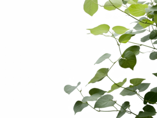 A leafy green plant with a white background. The leaves are spread out and the stem is visible