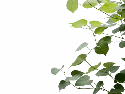 A leafy green plant with a white background. The leaves are spread out and the stem is visible