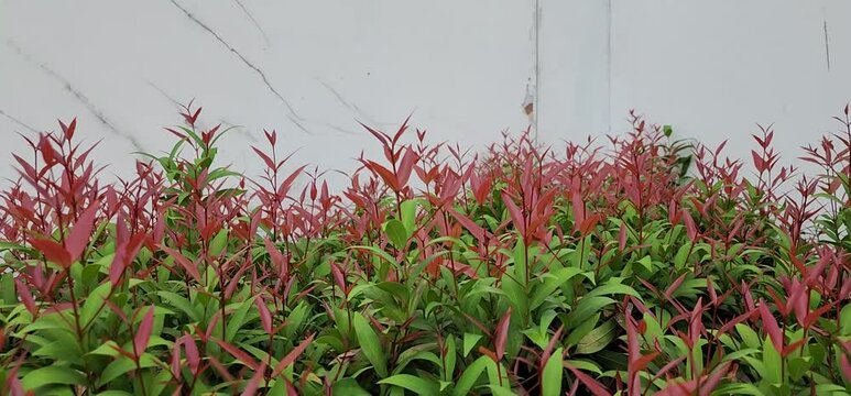 The bright red young leaves of the Brush Cherry sway with the force of the wind., Creek Lilly Pilly leaves are lanceolate-tips tapered and pointed. Australian Rose Apple has brown-red young leaves 
