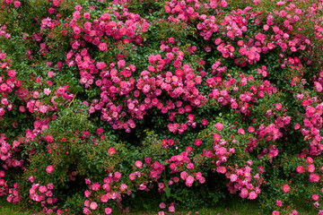 Obraz premium rose Neon (Shrub 1997 Kordes Germany)