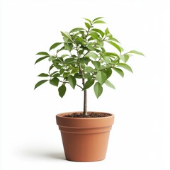 Small Green Plant in Terracotta Pot Against White Background