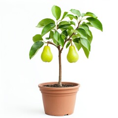 Small Pear Tree with Ripe Green Pears in Terracotta Pot