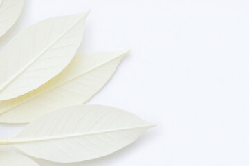 Obraz premium close up of a bunch of white leaves on a white background