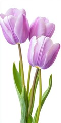 Fototapeta premium Three Delicate Light Purple Tulips on White